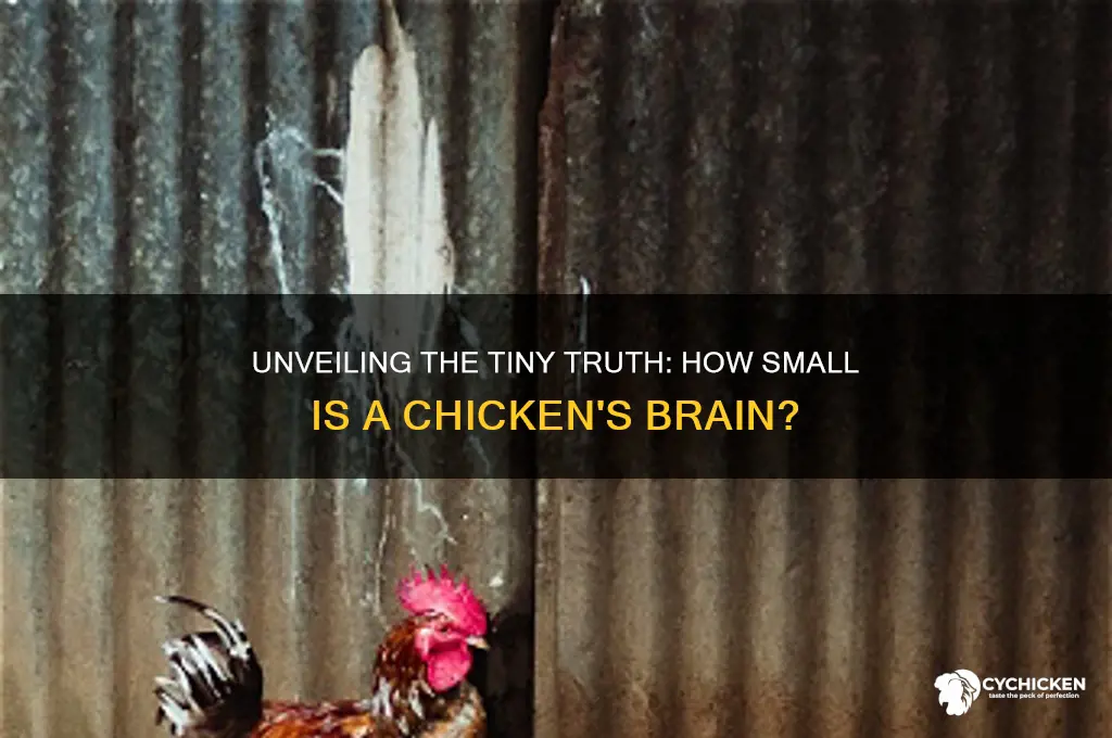 how small is a chicken
