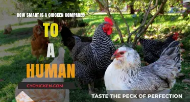 Chicken Intelligence: Smarter Than You Think?