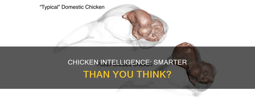how smart is a chicken compared to a human