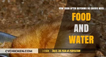 Chicks' First Hours: Food and Water Requirements