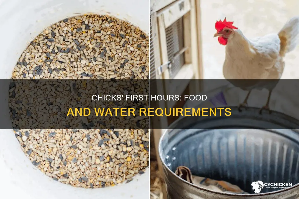 how soon after hatching do chicks need food and water