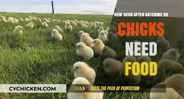 Chicks Need Food: How Soon After Hatching?