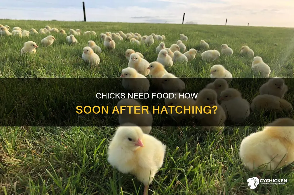 how soon after hatching do chicks need food