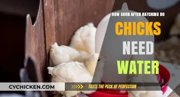 Chicks' First Steps: Water Intake Post-Hatching