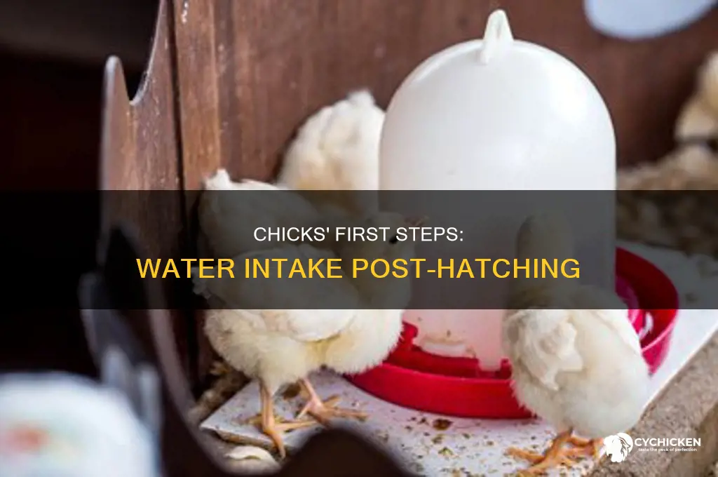 how soon after hatching do chicks need water