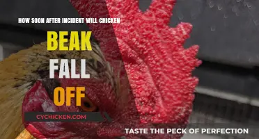 When Do Chickens' Beaks Regrow After an Incident?
