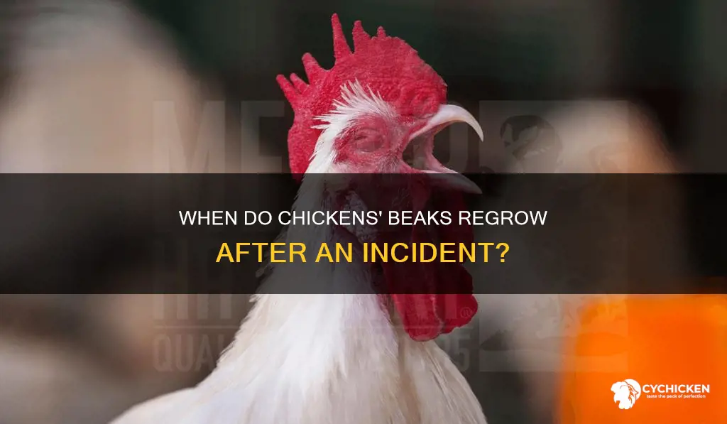 how soon after incident will chicken beak fall off