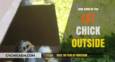 When Can Chicks Go Outside? A Safe Transition Guide