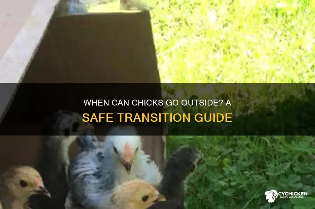 how soon do you let chick outside