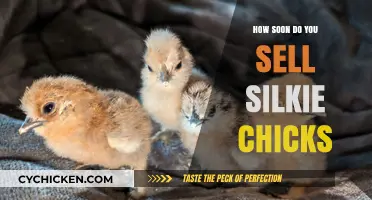 Selling Silkie Chicks: Timing Tips for Quick and Profitable Sales