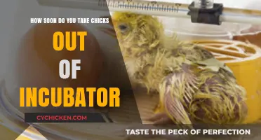 The Right Time to Remove Chicks from Incubator