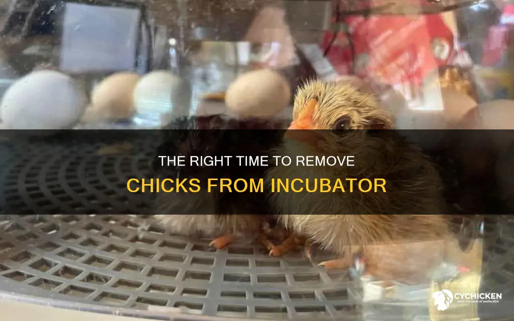 how soon do you take chicks out of incubator