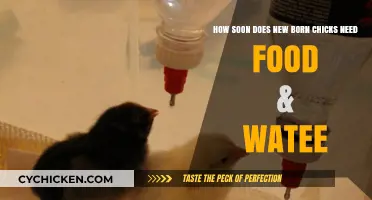 Newborn Chicks: Critical First Hours for Food and Water
