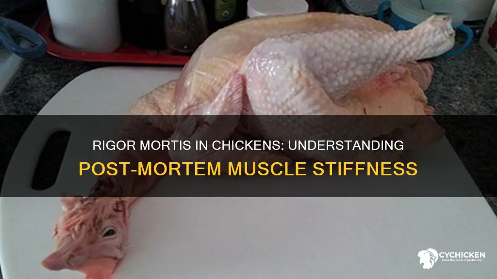 how soon does rigor mortis set in after death chicken