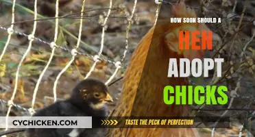 When Should Hens Adopt Chicks? Timing Tips for Successful Integration
