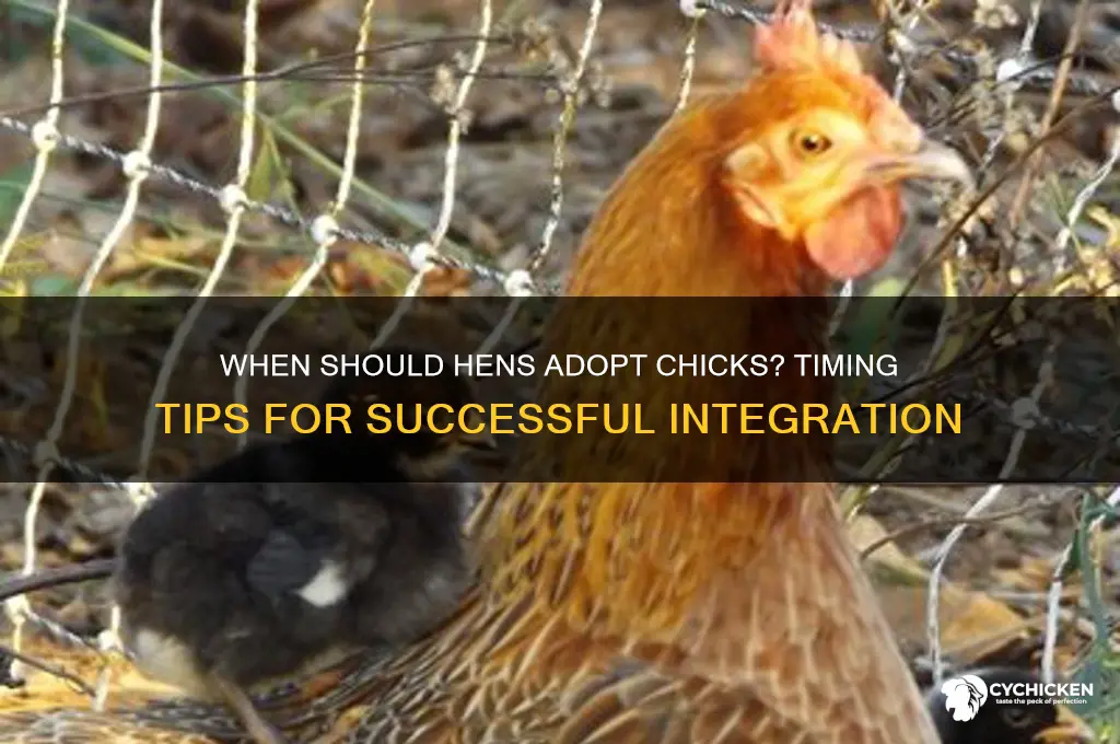 how soon should a hen adopt chicks