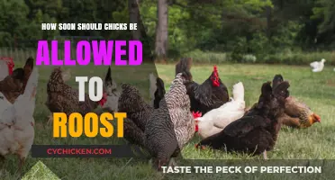 Chicks Roosting: When to Let Them Up?
