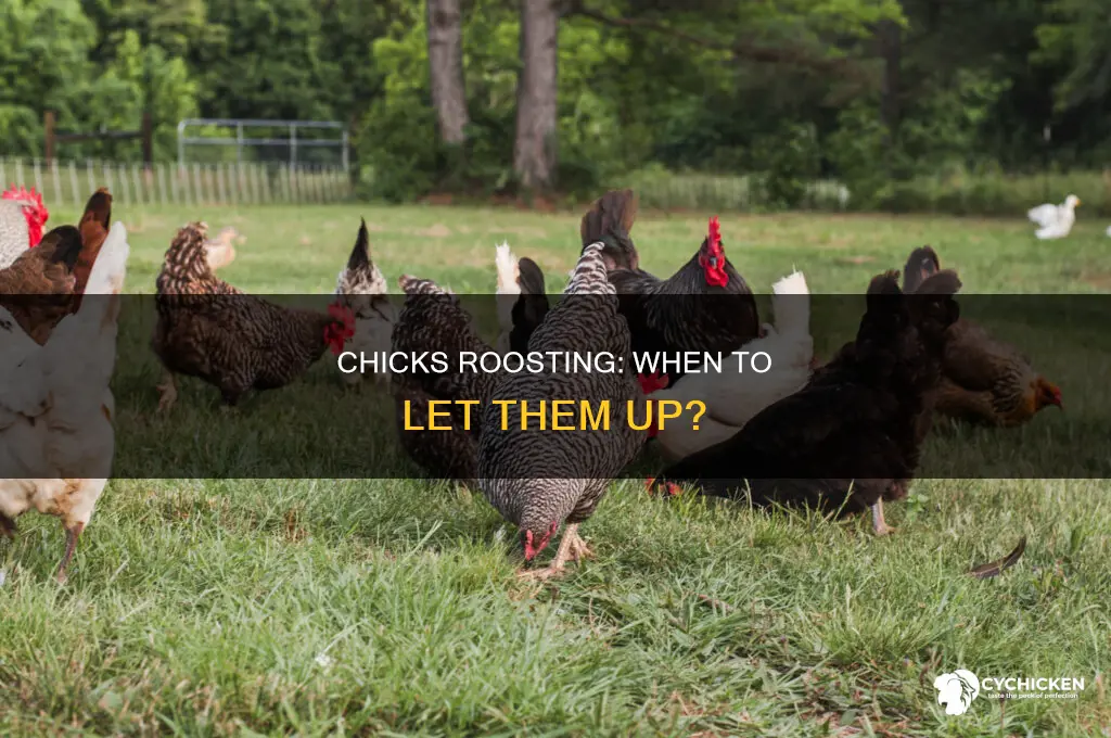how soon should chicks be allowed to roost