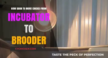 Moving Chicks: Incubator to Brooder Transition Time