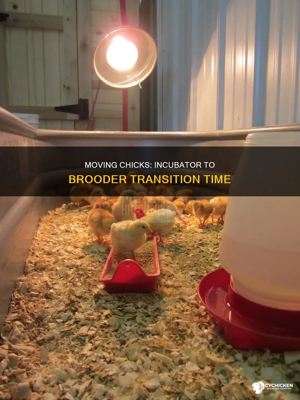 how soon to move chicks from incubator to brooder