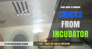 Optimal Timing for Removing Chicks from the Incubator: A Guide