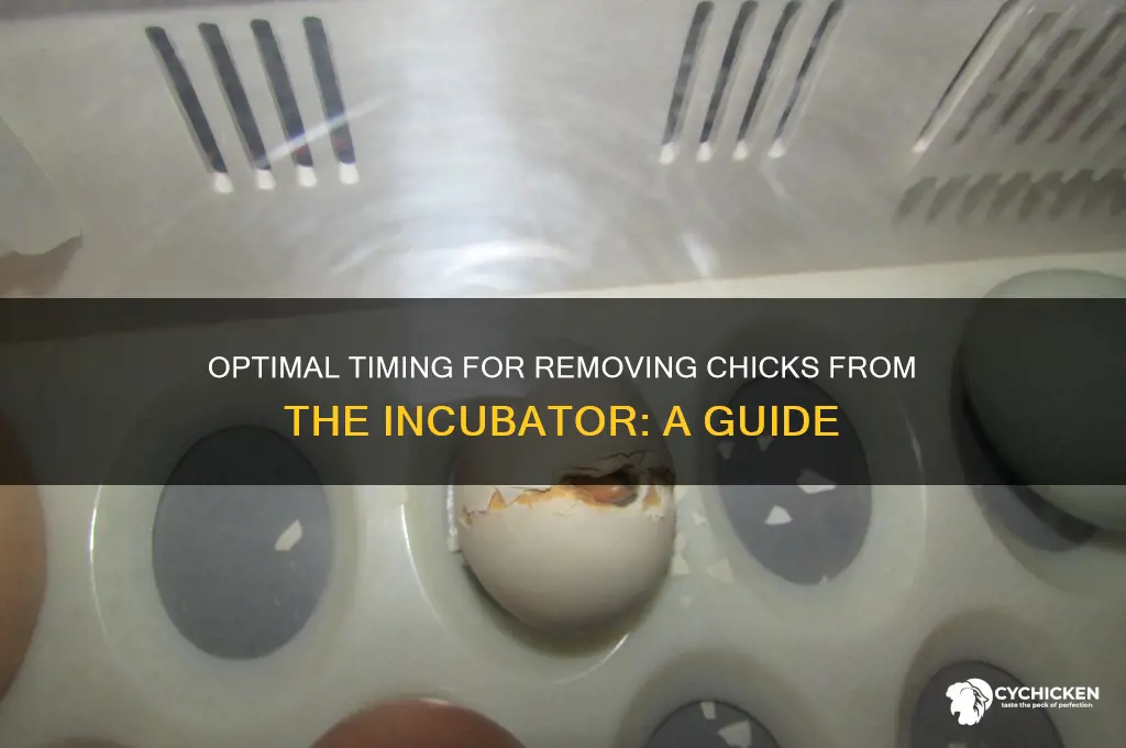how soon to remove chicks from incubator