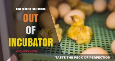 Time to Hatch: When to Take Chicks Out?