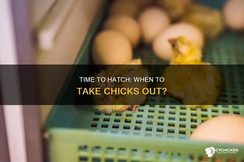 how soon to take chicks out of incubator
