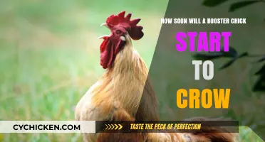 When Do Roosters Start Crowing?