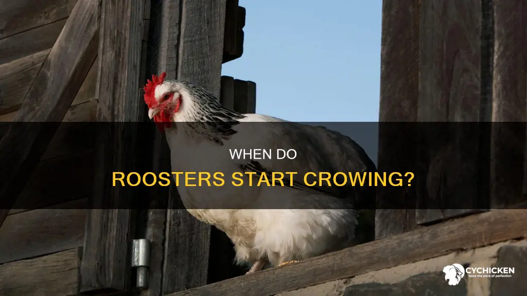 how soon will a rooster chick start to crow