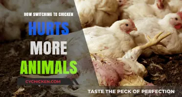 Switching to Chicken: Unveiling the Hidden Costs to Animal Welfare