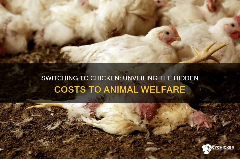 how switching to chicken hurts more animals