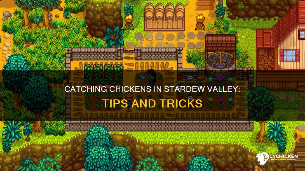 how t catch a chicken in star dew vakkey