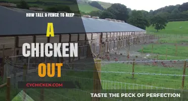 Building Fences: Keeping Chickens Contained and Happy