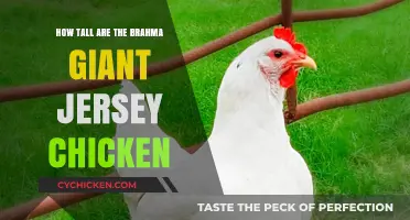 Giant Jersey Chicken: How Tall Do They Grow?