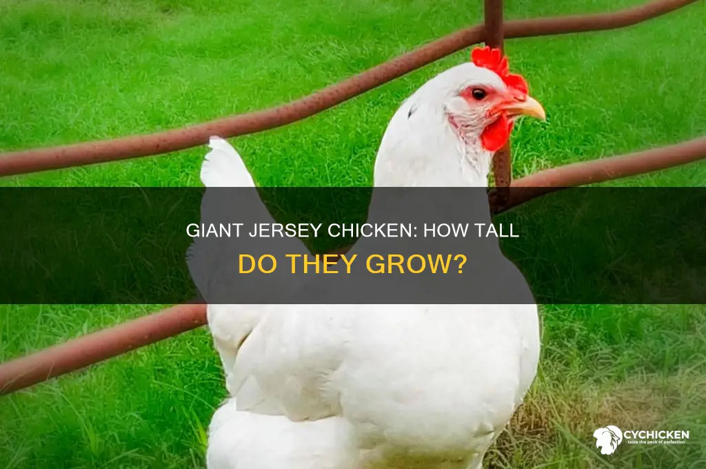 how tall are the brahma giant jersey chicken