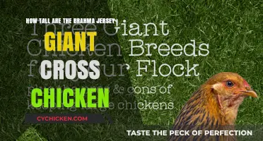 Jersey Giant Brahma: Height and Brahma Chicken Facts