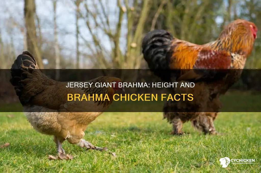 how tall are the brahma jersey giant cross chicken