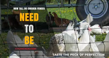 Protecting Your Chickens: Ideal Fence Height