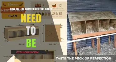 The Ideal Height for Chicken Nesting Boxes