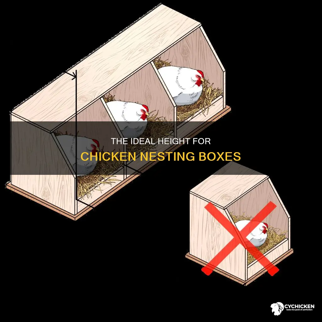 how tall do chicken nesting boxes need to be
