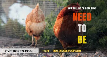 Chicken Runs: How High Should You Go?