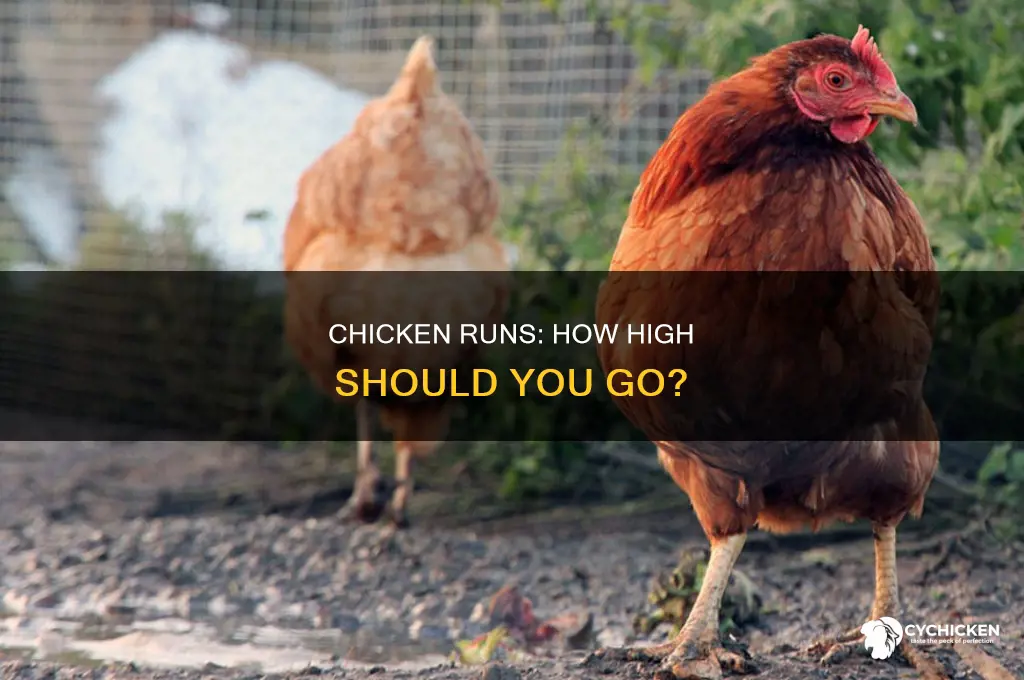 how tall do chicken runs need to be
