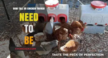 Chicken Troughs: Optimal Height for Happy Hens