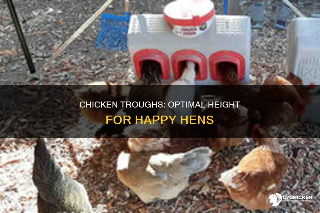 how tall do chicken trough need to be