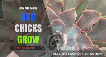Discover the Surprising Height of Hen and Chicks Plants
