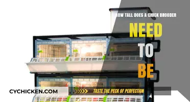 Chick Brooder Height: How Tall is Too Tall?