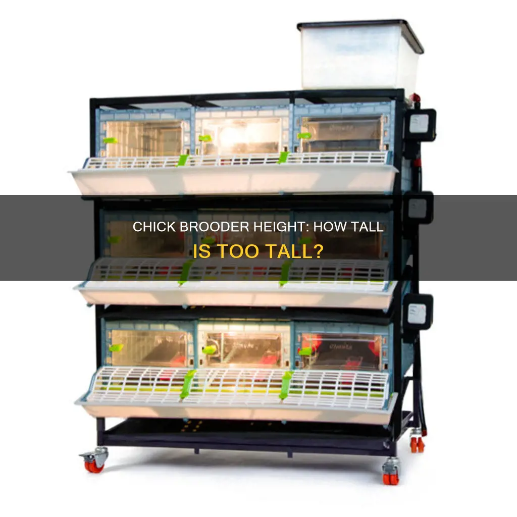 how tall does a chick brooder need to be