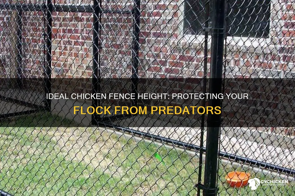 how tall does a chicken fence be