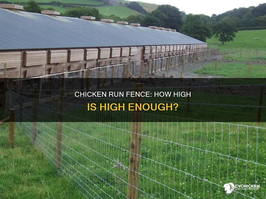 how tall does a chicken run fence need to be